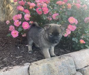 Beautiful F2 Second Generation Pomsky puppies