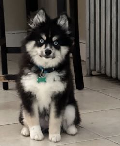 Pomsky for sale
