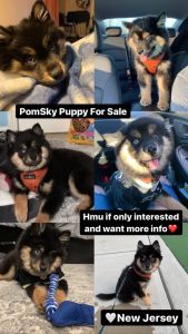 Pomsky puppy for sale