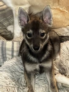 Pomsky Puppy for Sale in Woodbridge, VA - Leo