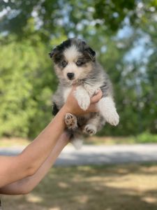 pomsky puppies ready to go