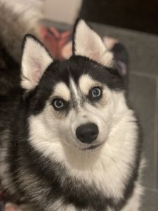 Beautiful Boy Pomsky