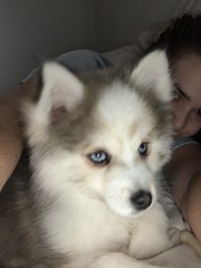 12 week old Pomsky