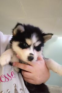 Pomsky puppy