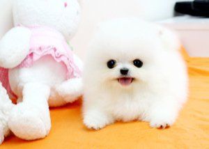 Teacup Pomeranian puppie