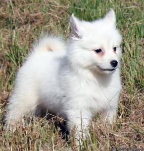 Pom husky female puppy for sale