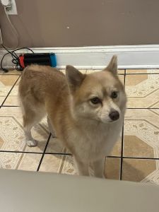 1yr 2month yr old Female Pomsky (Luna)