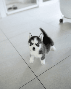 Blue eyes Pomsky puppies