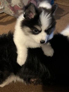 Pomsky male