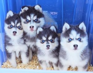 Pomsky-Welpe zur Adoption