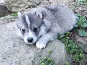 KATO pomsky male