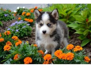 Pomsky Puppies Available