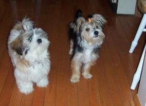 Selected Blue EYES Pomsky
