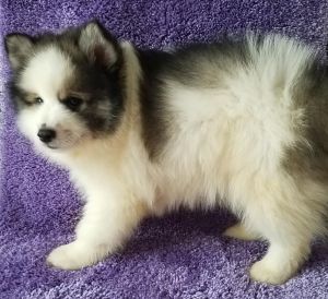 Lovely Pomsky Puppies