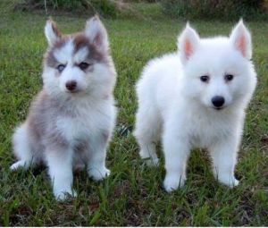 Top quality Pomsky puppies.