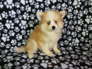 Pomsky Puppies Available