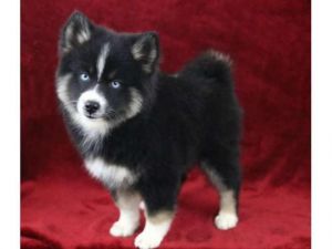 Pomsky Puppies