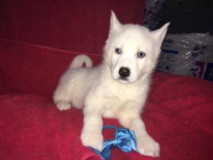Akc siberian husky puppies