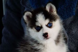 Adorable Pomsky Puppies