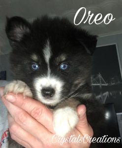 CrystalsCreations Pomsky