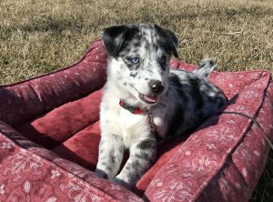 Adorable Pomsky Puppies