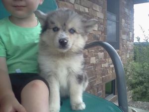 Luna - Pomsky for Sale in Westfield, IN