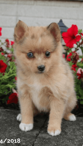 Mini Pomsky