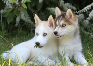 Healthy and trained Blue Eyes Pomsky Puppies for Re-Homing