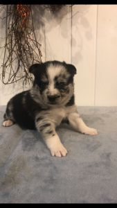Darlene-Pomsky Puppy