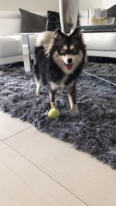 Pomsky for sale