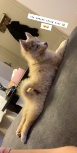 Ava, she is a Pomsky