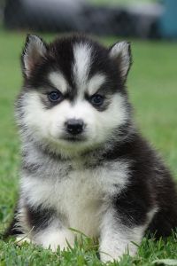 Pomsky 795.00
