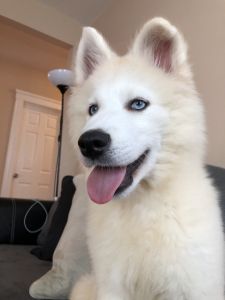 Beautiful male Pomsky