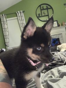 Daenerys - Pomsky Puppy for Sale