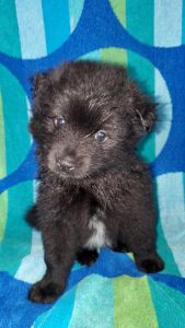 Six weeks old Pomskys