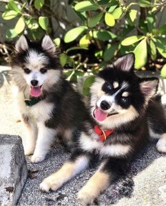 Two Puppy Pomsky Bundle
