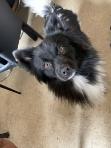 Male pomsky 1 year old