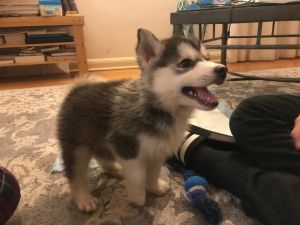 11 week old Pomsky!!