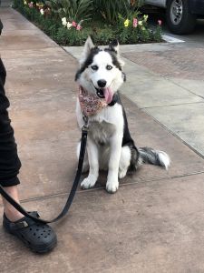 Beautiful Pomsky w/ Certified Training
