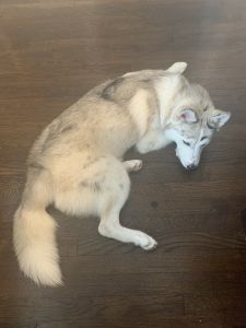 11 month male pomsky