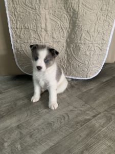Pomsky pups for sale