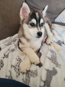 Pomeranian Puppy - Leo