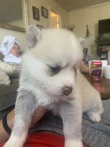 Beautiful pomskys for sale