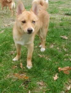 Loving 80/20 19wk old female Pomsky pup