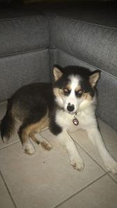 Pomsky for sale