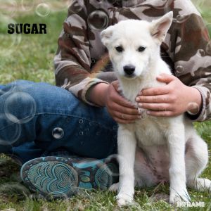 Pomsky puppies 1 girl left Farwell, Mi