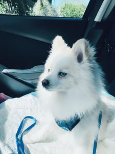 Young Toy Pomsky