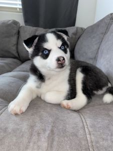 Odie and Lunas pomskies