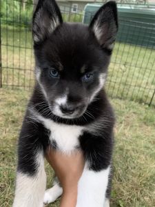 Pomsky puppies ready to go!