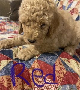 5 week old male standard poodle